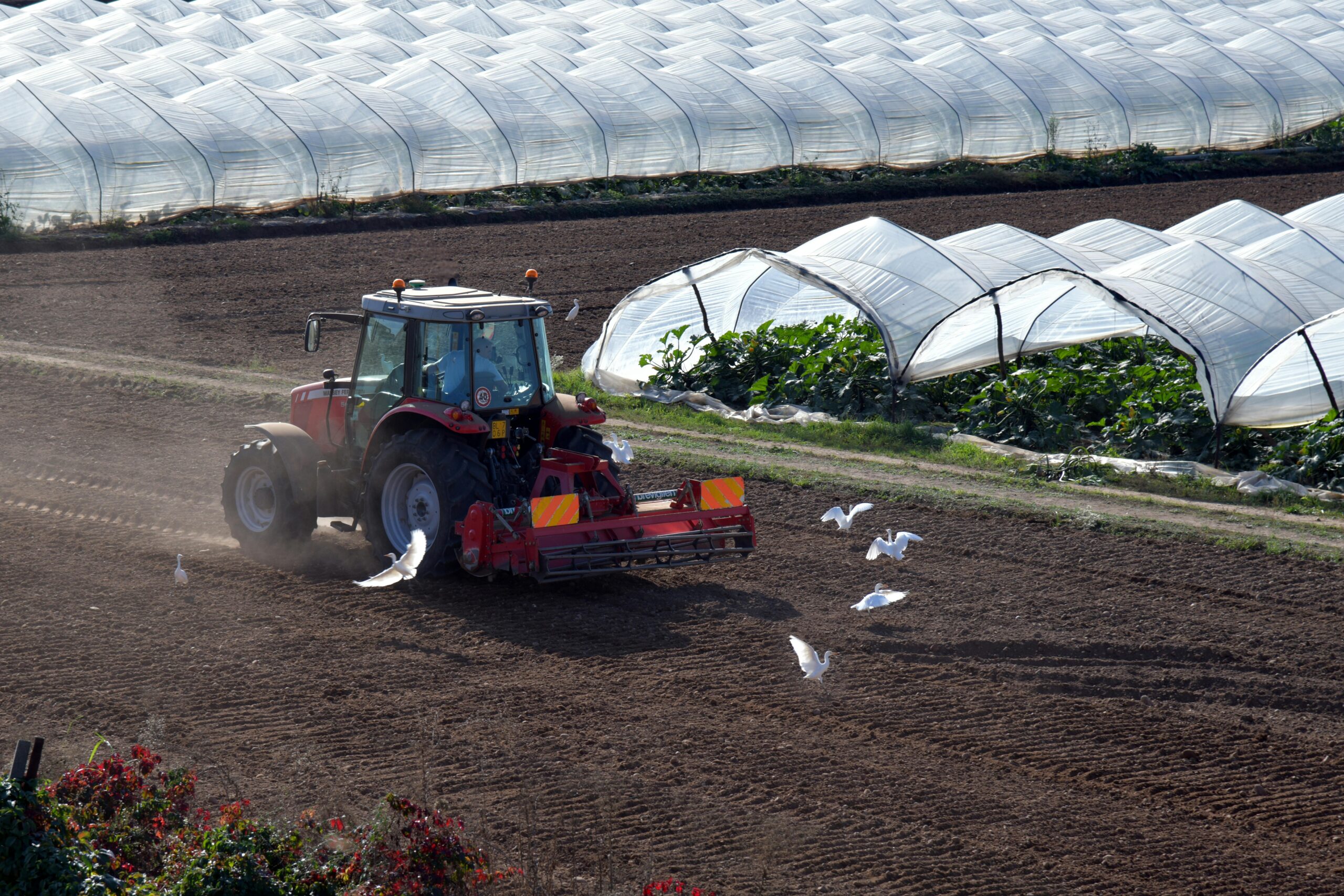 Red tractor plowing soil in an agricultural field next to greenhouses with birds flying around.