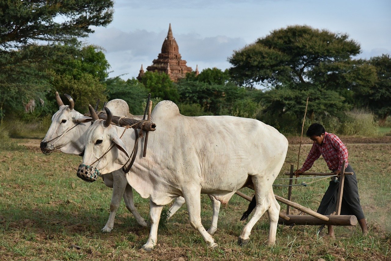 plowman, zebu, burma, myanmar, farmer, peasant, agriculture, rural, beef, plow, labour, bagan, pagoda